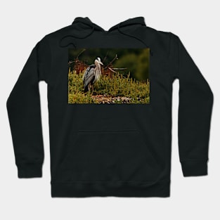 Relaxing Great Blue Heron Hoodie